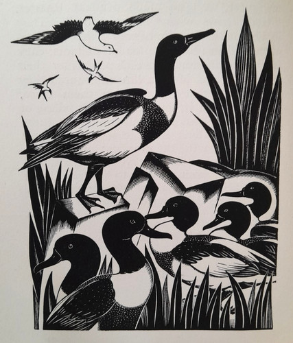 Gibbings duck ducks gull - gibbings,