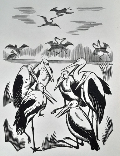 Muster stork storks - of, stork,