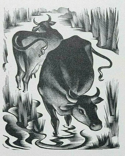 Miller parker cow - cow, print