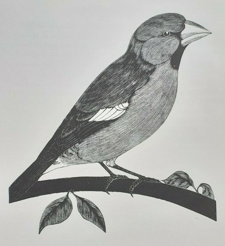 Hawfinch 1920s print of a - :,
