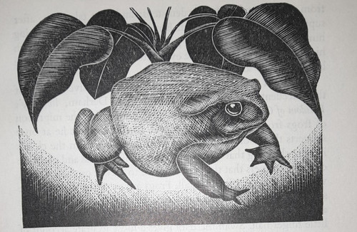 Oldham toad amphibian print - oldham,