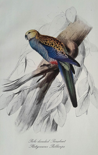 Edward lear parakeet pale - edward,