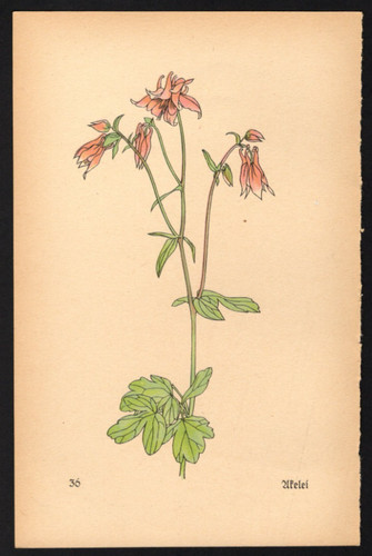 1930 tiny woodcut - woodcut, botanical