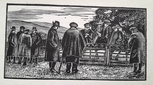 Muker sheep sale market - sheep,